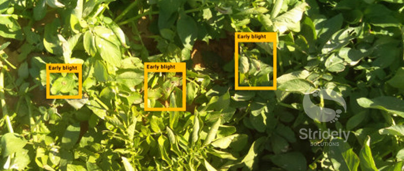 Effects of Monitor Vision Based Weed Detection on Farming